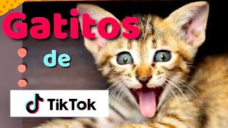 Gatitos Divertidos de TikTok 😸 Compilación de videos by Mosque Gatitos 3,393 views 3 years ago 8 minutes, 51 seconds
