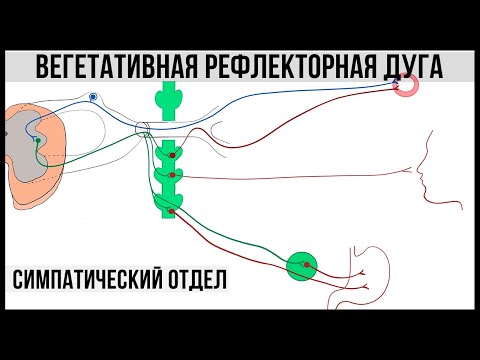 Вегетативная рефлекторная дуга. Симпатический отдел