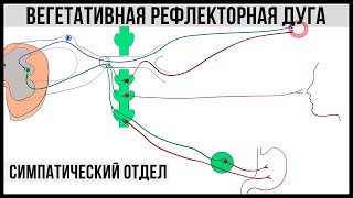 Вегетативная рефлекторная дуга. Симпатический отдел