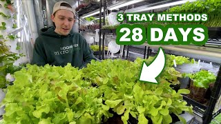 How To Grow Lettuce From Seed In Trays Indoors | 3 Ways Experiment by Rochester Microgreens 220 views 1 month ago 4 minutes, 37 seconds