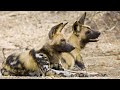 Стаи диких собак 3 серия | Документальный фильм про животных