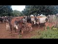 VACADA NA CHAPADA DO ARARIPE PRODUZINDO  LEITE TUDO A PASTO QUE MARAVILHA