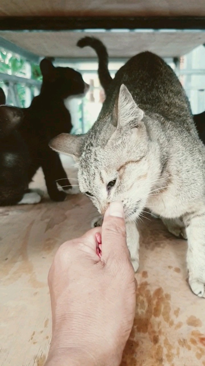 What Is Food In My Hand You Can Smell Or Guest I Feed You cat YouTube What Is Food In My Hand You Can Smell Or Guest I Feed You cat YouTube