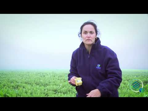 Video: Producción de semillas de remolacha: información sobre el cultivo de semillas de remolacha