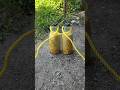 🪢 Super Strong Bottle Carry Rope Knot 🔥 | Easy DIY Hack #shorts