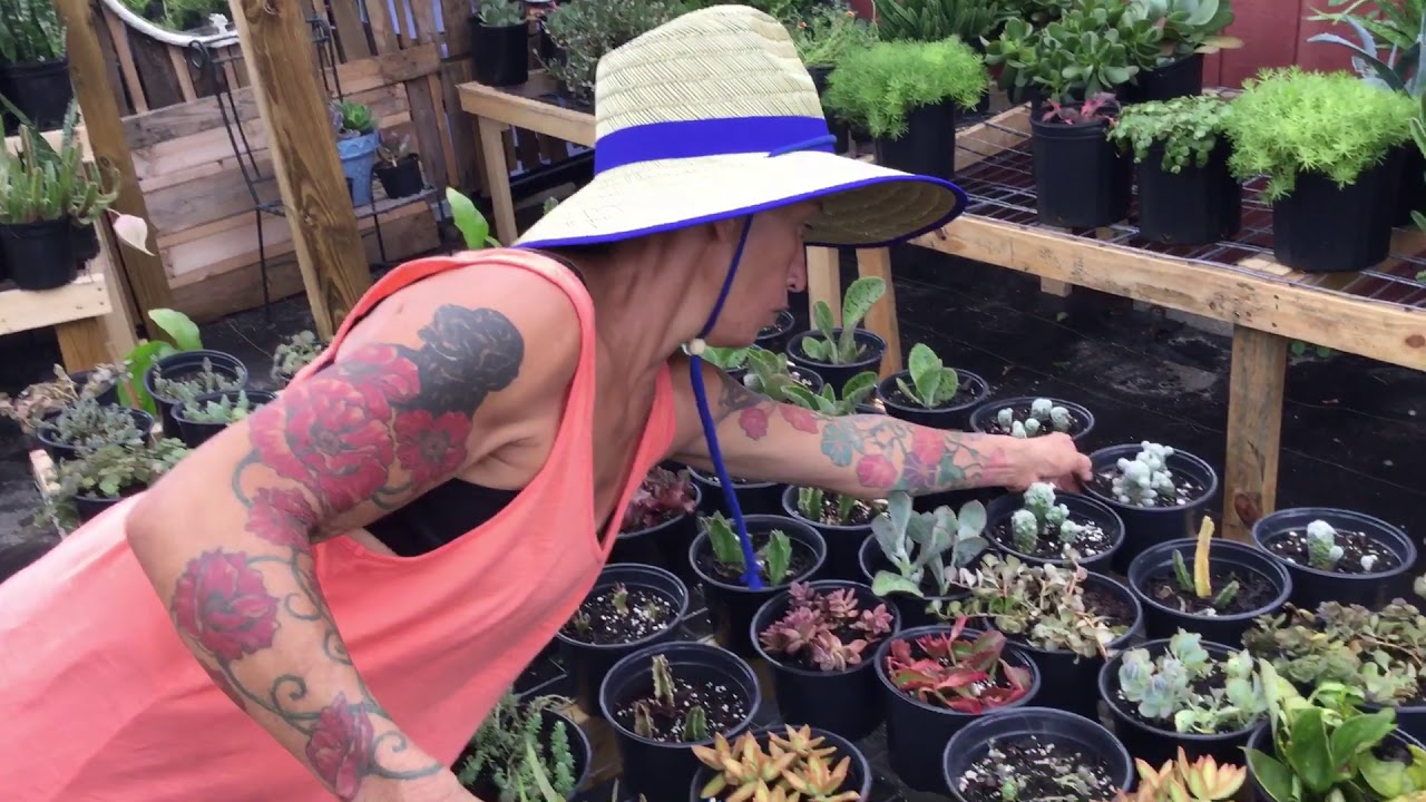 Succulent care 