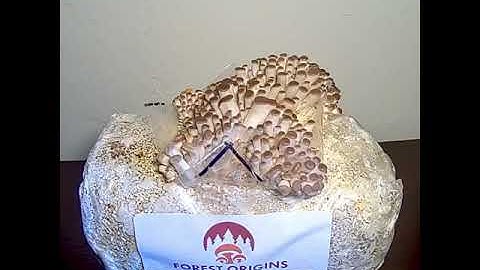 Mushrooms growing over 3 days