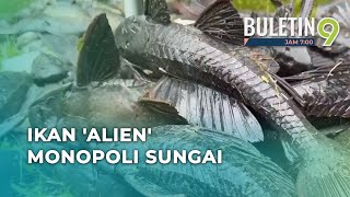 Seribu Ikan 'Alien' Ditangkap Dalam Tempoh 2 Jam