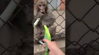 Funny Angry Monkey