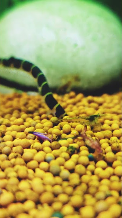 UM PEIXE QUE PARECE UMA COBRA??? TENHA JA UMA COBRINHA KUHLI NO SEU  AQUARIO! (Aquatica Brazil) - Peixe Mania