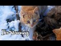 Little Kittens Eating On The  Snow