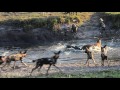 18 Wild dogs vs spotted Hyenas