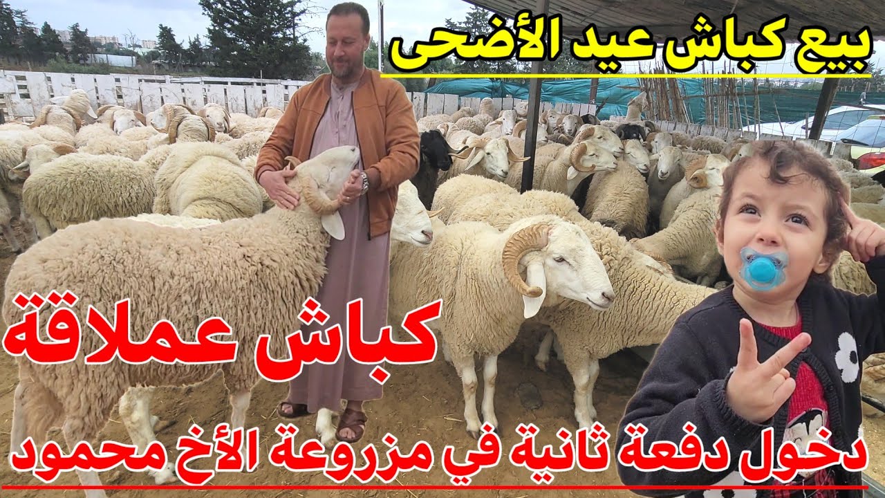 دخول دفعة الثانية الخاصة بكباش عيد الأضحى عند الأخ محمود كي العادة الهدرة ميزان !؟ #كباش_المستوردة !