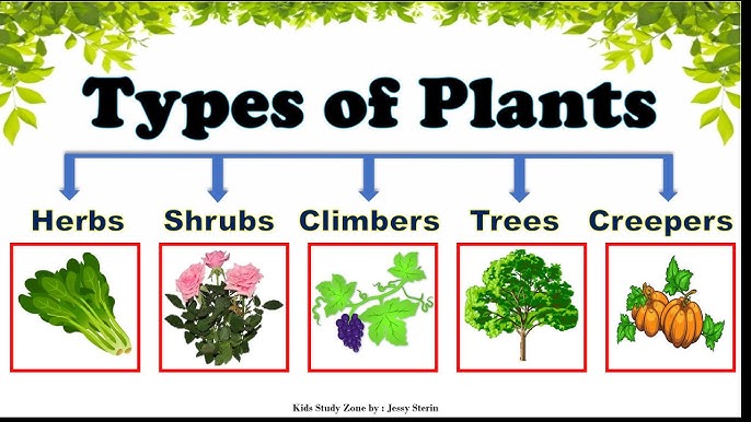 Plant Types - Climbers, Creepers, Herbs, Shrubs and Trees /Google Classroom