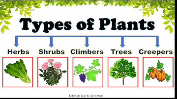 Types of Plants |Types of Plants for Kids | Plants around us | Different types of Trees |
