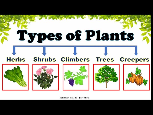 Difference between Climbers and Creepers explained with examples For Kids  Grade 3 4 and 5 EVS 