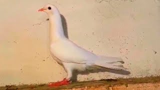 Друзья как вам такой голубь? Friends, how do you like this pigeon?