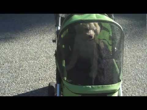 top-10-reasons-why-people-love-the-dogger-dog-stroller