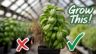 Don't Let These GREENHOUSE MISTAKES RUIN Your Harvest