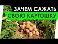 Зачем сажать &quot;свою&quot; картошку?