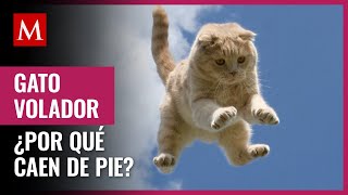 La razón por la que los gatos siempre caen de pie; ¿lo has notado?