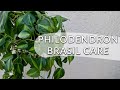 Philodendron brasil care  growing tips  joyusgarden