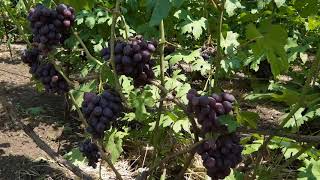 Сколько листьев  нужно оставлять для хорошего сахара и вкуса на кусту винограда при чеканке .