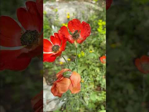 Израиль в цвету. Март. #flowers #nature #shortvideo #shorts #israel