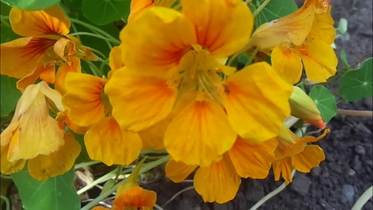 22. Как цветет настурция "Золотой шар"/How does the nasturtium "Golden ...