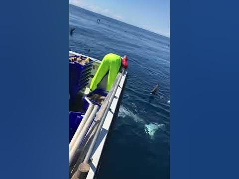 Great white shark - YouTube
