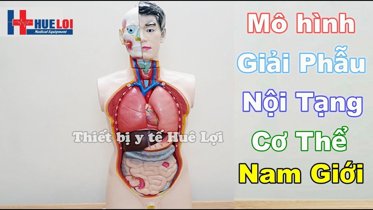 Mô hình giải phẫu nội tạng người GDA10004