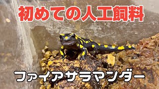 マダラファイアサラマンダー3匹 人工飼料移行完了個体 成体 イモリウム