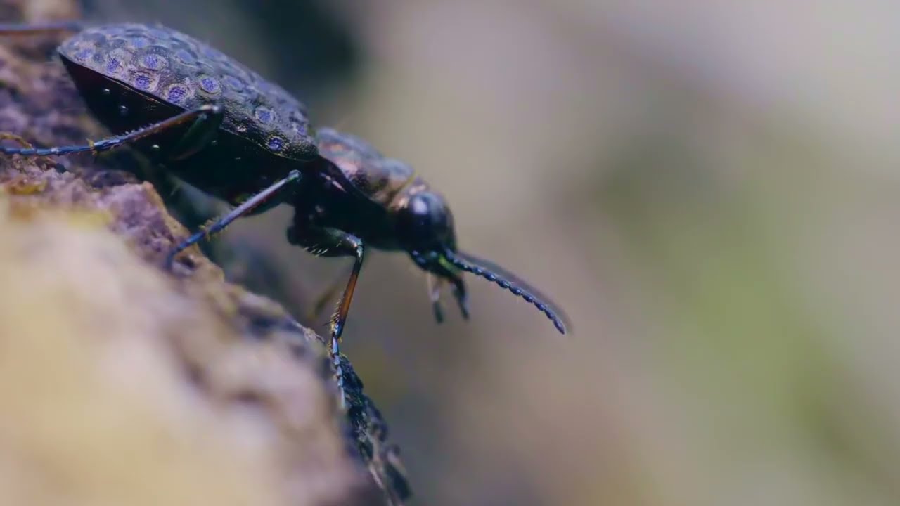 Moerasoeverloopkever (Elaphrus cupreus)