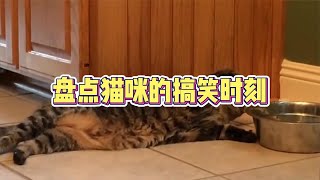 盘点猫咪的搞笑时刻 #搞笑 #猫咪的迷惑行为 #猫咪的日常 #喵星人搞笑视频 #成精的萌宠