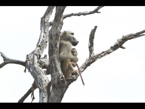 რატომ მოკვდა გორის ზოოპარკის ახალი ბინადარი - ექსპერტიზის პასუხი 10.09.2015