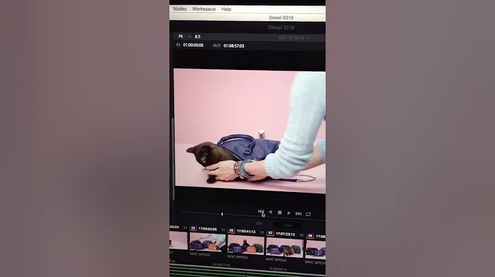 Video 5145041: european burmese kitten, purebred kittens