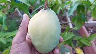 Edward mango picking 2022