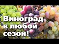 НАДЕЖНЫЕ СОРТА ВИНОГРАДА ДЛЯ СЕВЕРНЫХ САДОВ. Спокойная зимовка и отличные урожаи