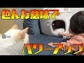 【ジェラピケ】猫アイテム購入品紹介と近状報告！