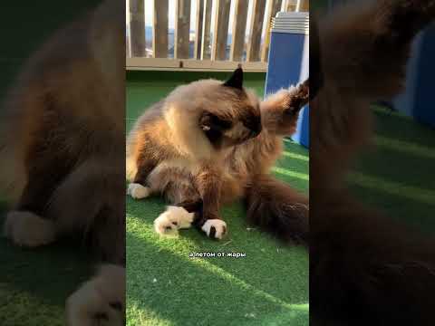 Почему нельзя стричь кошек