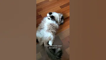 Почему нельзя стричь кошек
