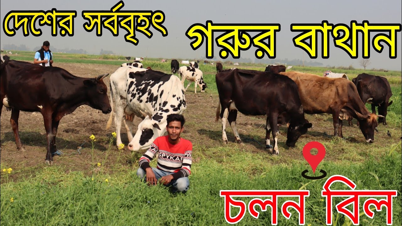 দেশের সর্ববৃহৎ গরুর বাথান চলন বিল। প্রান্তিক খামারির নীরব সংগ্রাম-এই বাথানই তার প্রমাণ