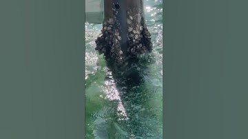 Barnacle-Covered Dock Piling! 🦠 Why Regular Cleaning Matters