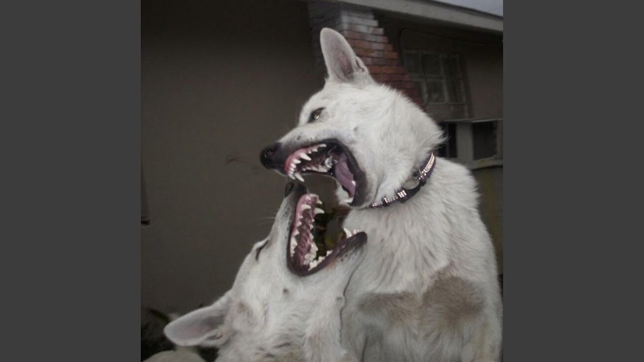 Watch The Fox on YouTube Watch The Fox on YouTube