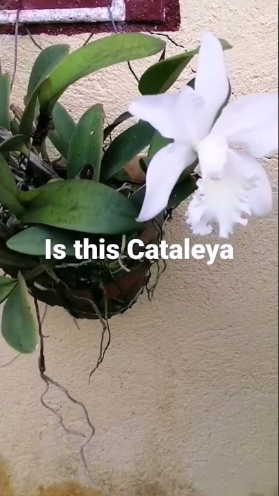 Cataleya?