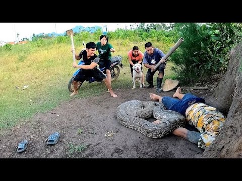 Smart Pitbull dog bravely save His Owner from ferocious Giant Python in Cave | Wild Hunter TV