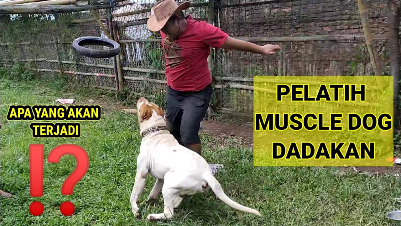 MENDADAK JADI PELATIH MUSCLE DOG SI PURBA PITBULL BIG SIZE XXL DI KANDANG ANJING MILIK PAK ADE GURU