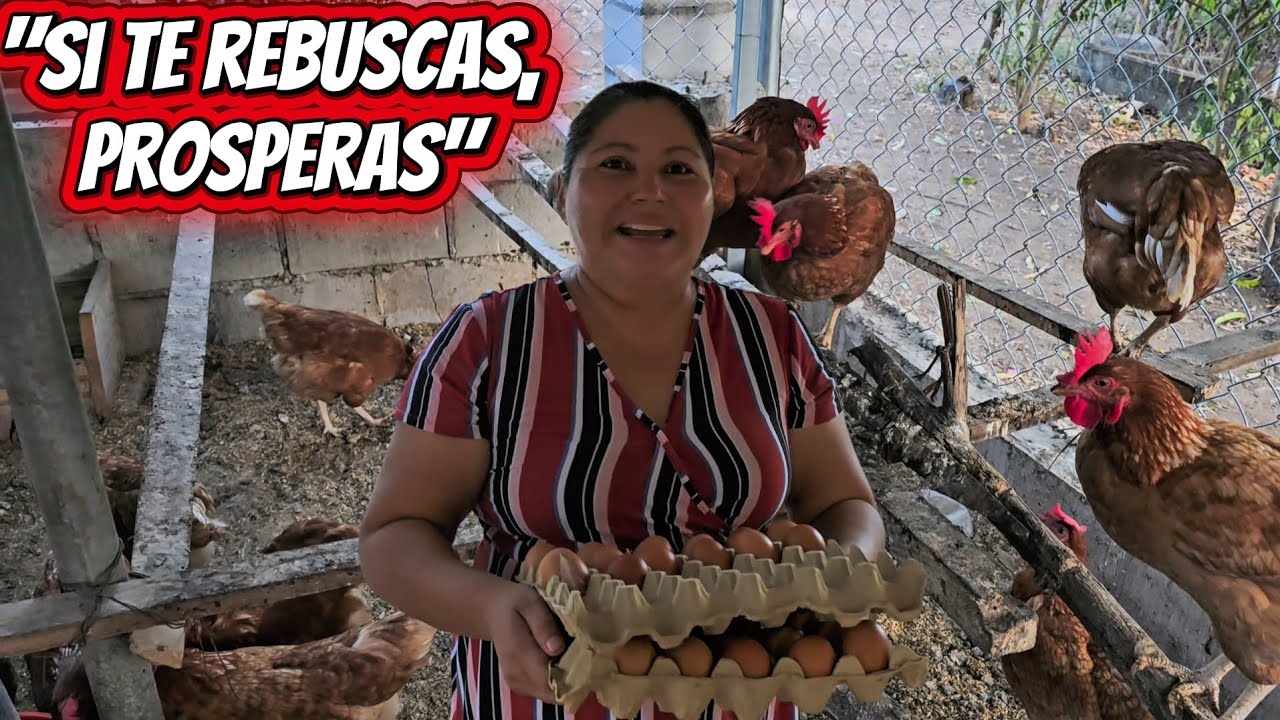 Así RECOJO mis HUEVITOS que las GALLINAS me regalan en mi PEQUEÑA granja. ¡Sí se puede!