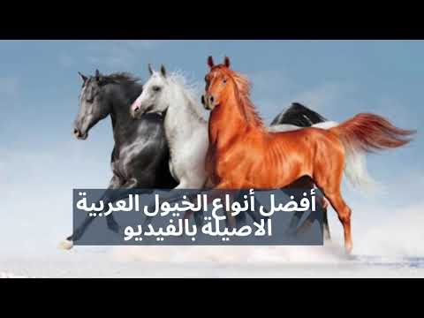 أفضل أنواع الخيول العربية الأصيلة واسمائها - الحصان العربي الاصيل
