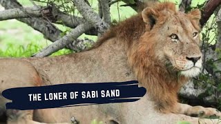NKUHUMA MALE LION DOCUMENTARY - THE LONER OF SABI SAND - SON OF THE BIRMINGHAM MALE LIONS